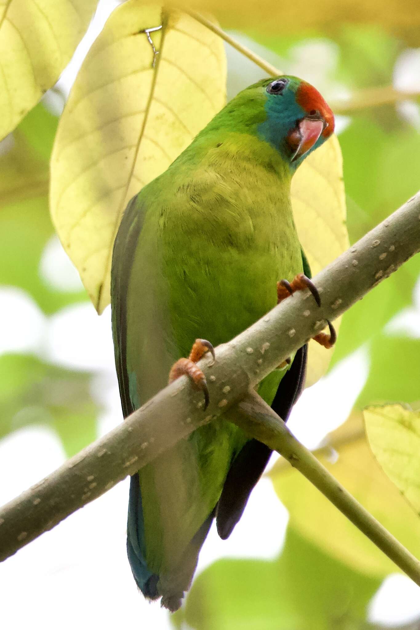 Image of Philippine Hanging Parrot