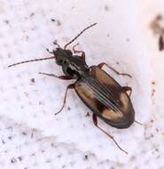 صورة Bembidion (Peryphus) femoratum Sturm 1825