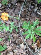 Lilium michauxii Poir. resmi