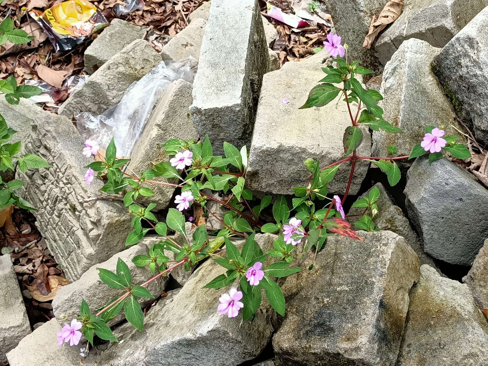 Image of Broad-petaled Balsam