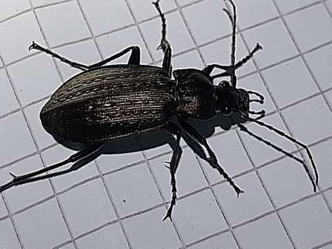 Image of Carabus (Carabus) granulatus interstitialis Duftschmid 1812