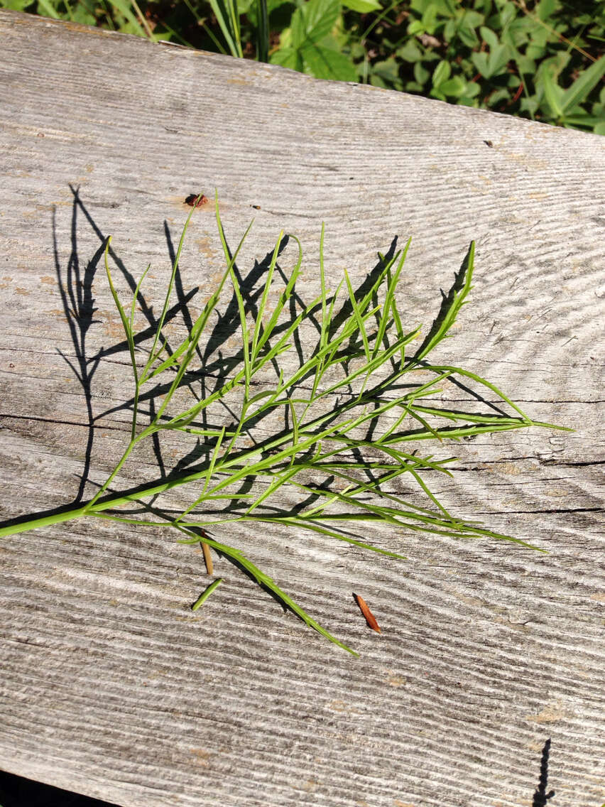 Image of bulblet-bearing water hemlock