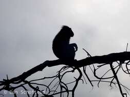 Image of Celebes crested macaque