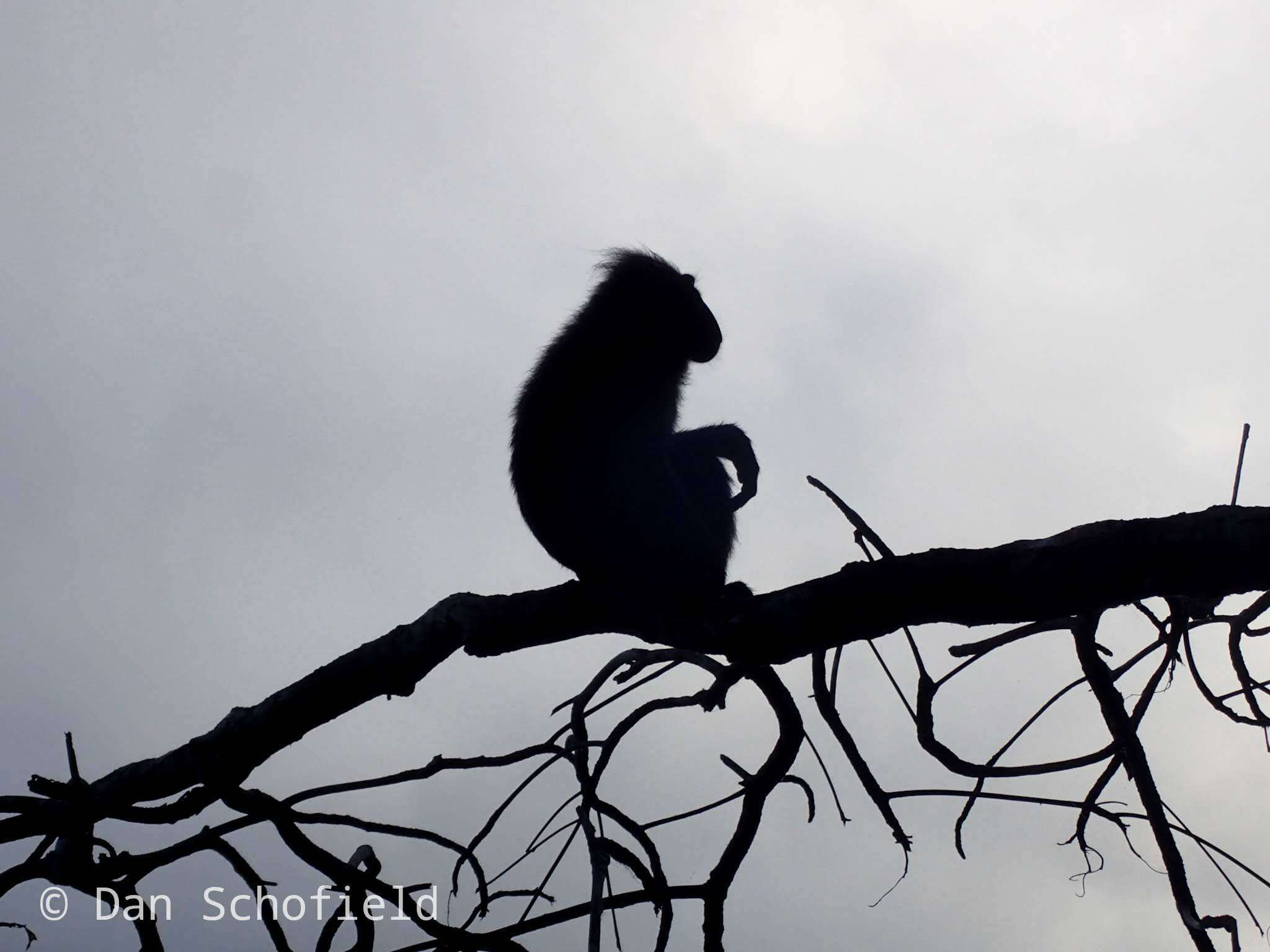 Image of Celebes crested macaque