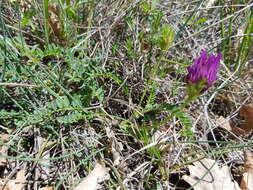 Imagem de Astragalus hypoglottis subsp. hypoglottis