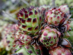 Image of Sempervivum vicentei Pau