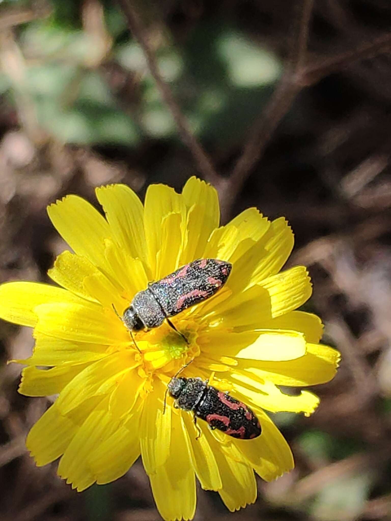 Слика од Acmaeodera ottomana (Frivaldszky 1837)