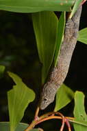 Image of Vieillard's Chameleon Gecko