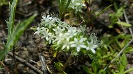 Image of Baker's navarretia