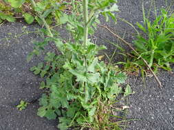 Imagem de Sisymbrium officinale (L.) Scop.