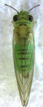 Image of Eucalyptolyma