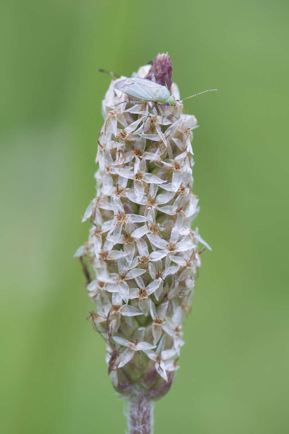 Image of Trefoil Plant Bug