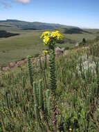 Image of Euryops ciliatus B. Nordenst.