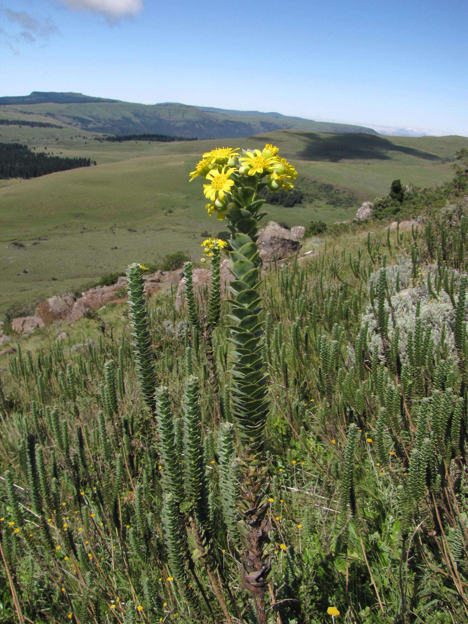 Image of Euryops ciliatus B. Nordenst.