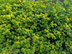 Image of Sedum formosanum N. E. Br.