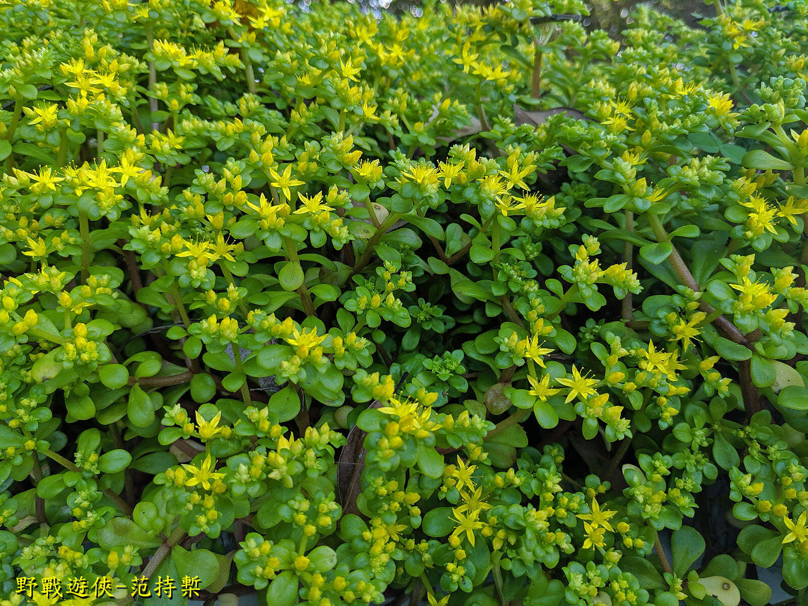 Sivun Sedum formosanum N. E. Br. kuva