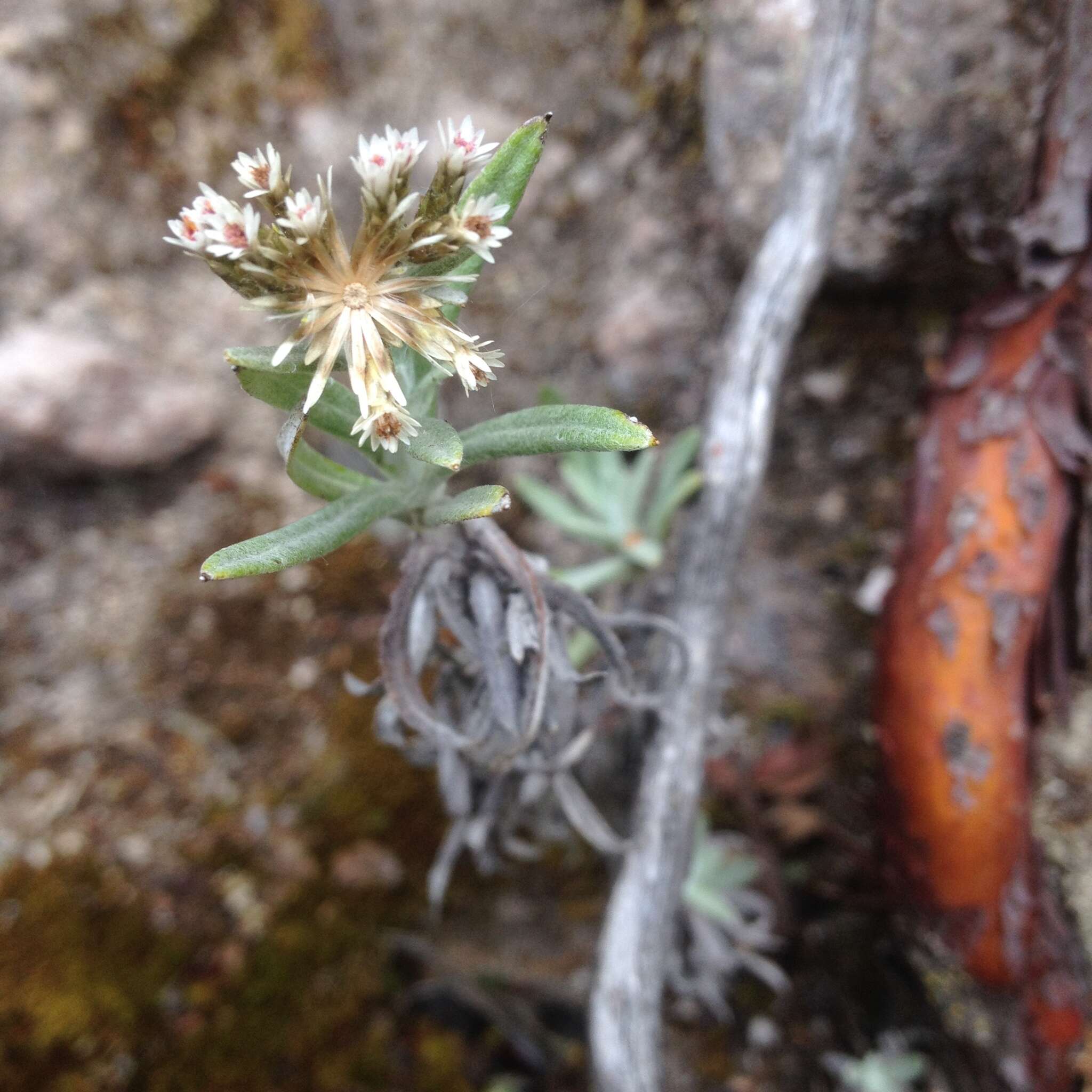 Plancia ëd Chionolaena salicifolia (Bertol.) G. L. Nesom