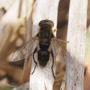 Image of <i>Anasimyia bilinearis</i>