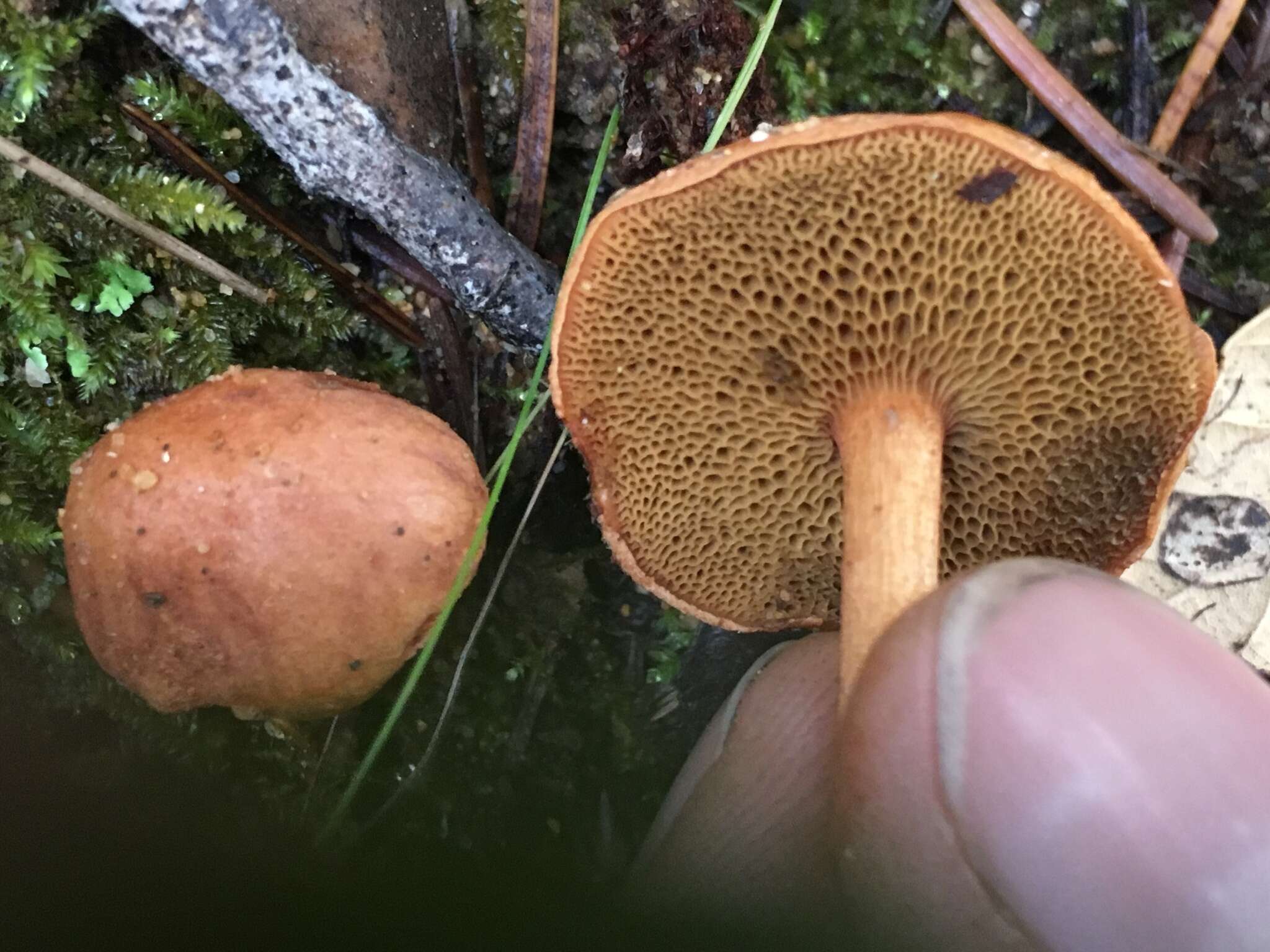 Image of Chalciporus piperatoides (A. H. Sm. & Thiers) T. J. Baroni & Both 1991