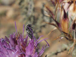 Imagem de Acmaeoderella cyanipennis perroti