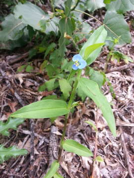 Image of Carolina dayflower