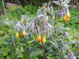 Imagem de Onosma frutescens Lam.