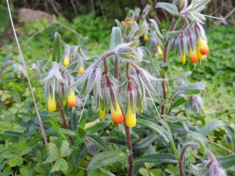 Image of Onosma frutescens Lam.