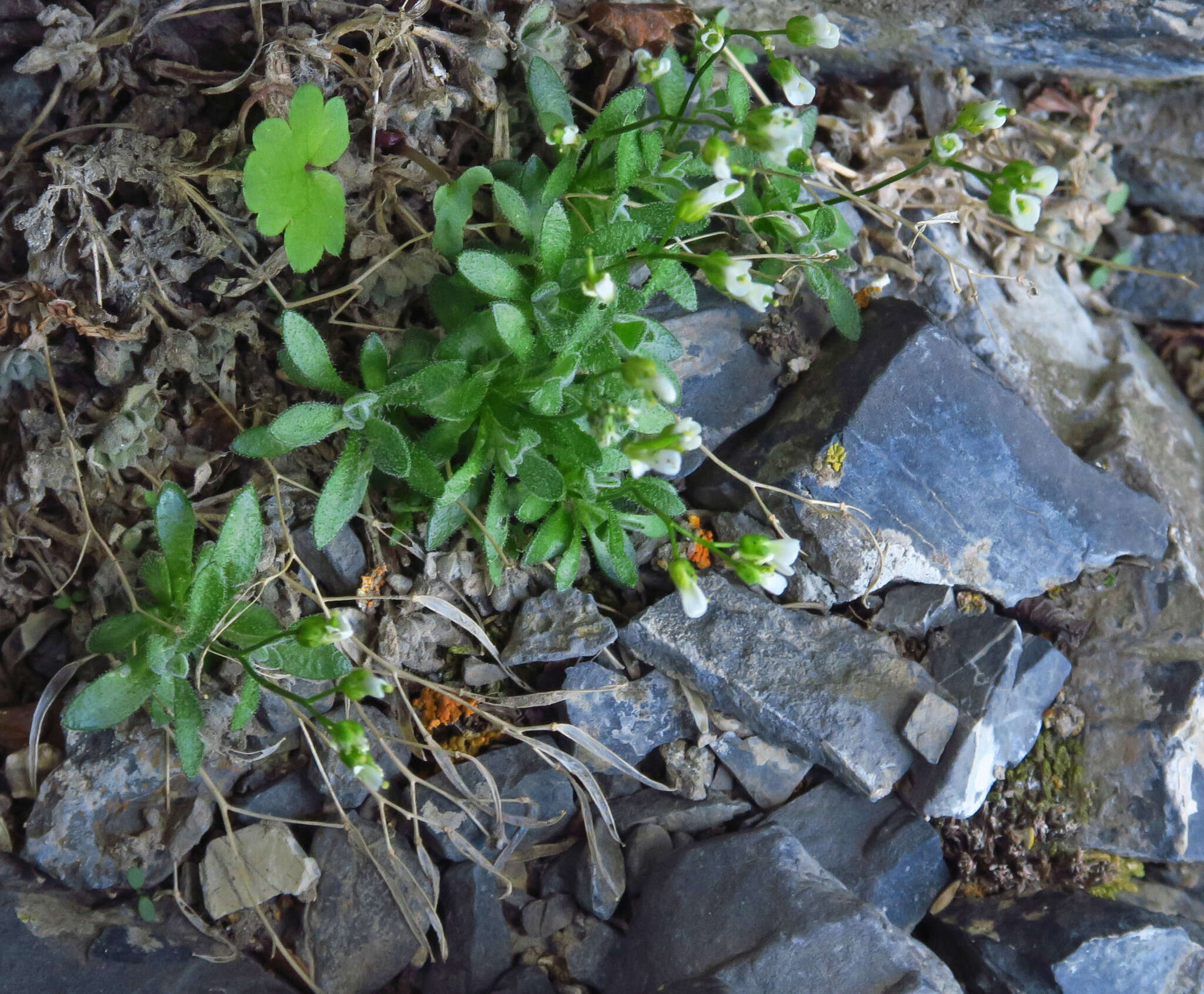 Imagem de Draba lonchocarpa Rydb.