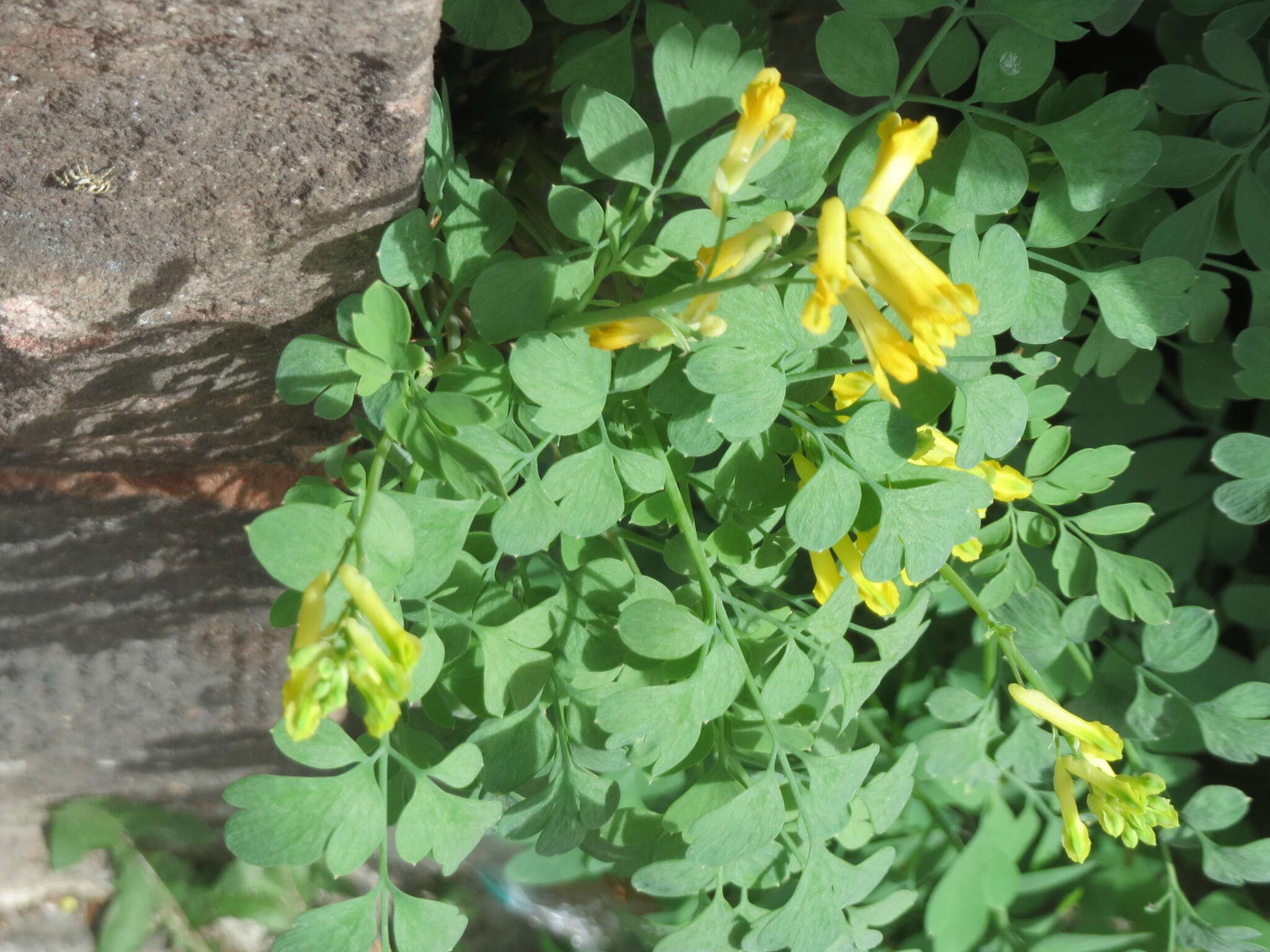 Image of yellow corydalis