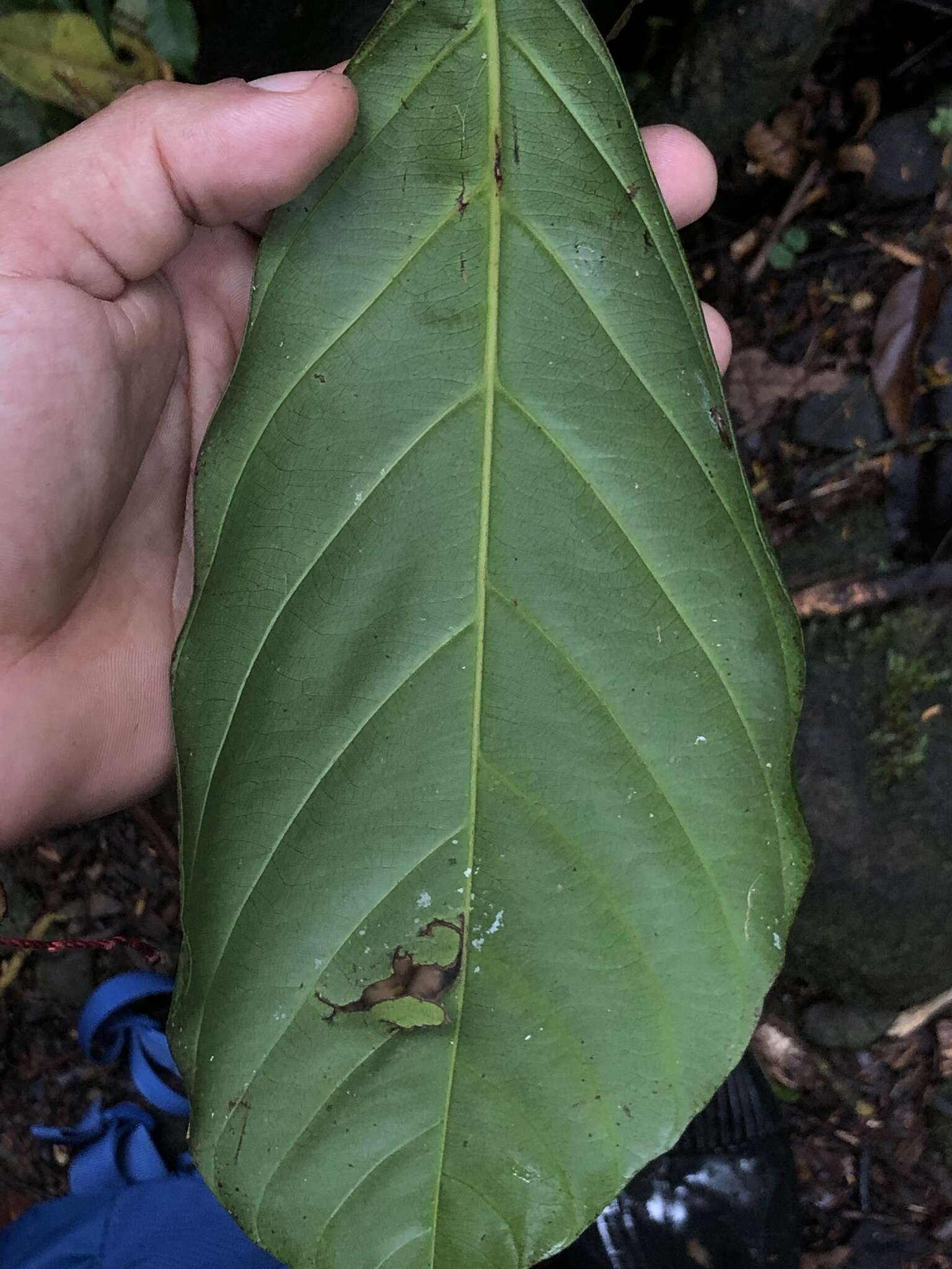 Image of Compsoneura mexicana (Hemsl.) Janovec