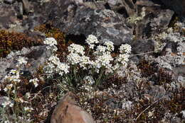 صورة Arabidopsis lyrata subsp. petraea (L.) O'Kane & Al-Shehbaz