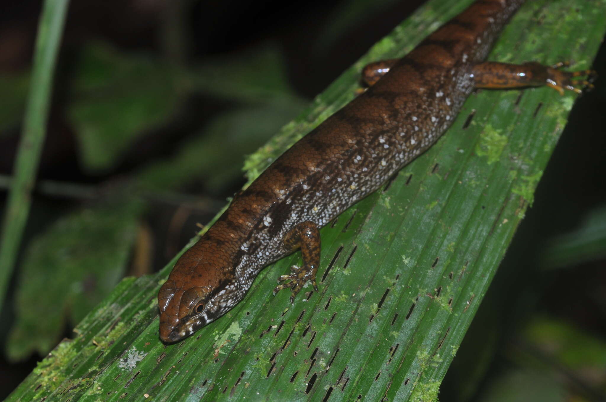 Image of Beccari's Keeled Skink