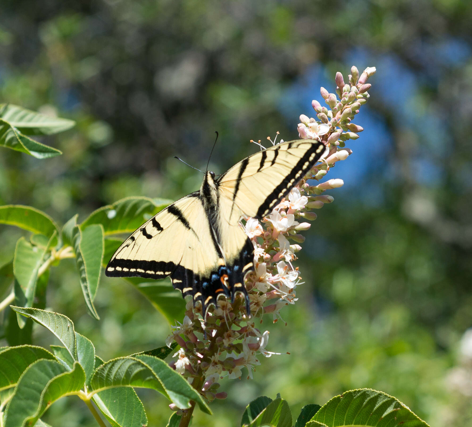 Sivun Papilio multicaudata Kirby 1884 kuva