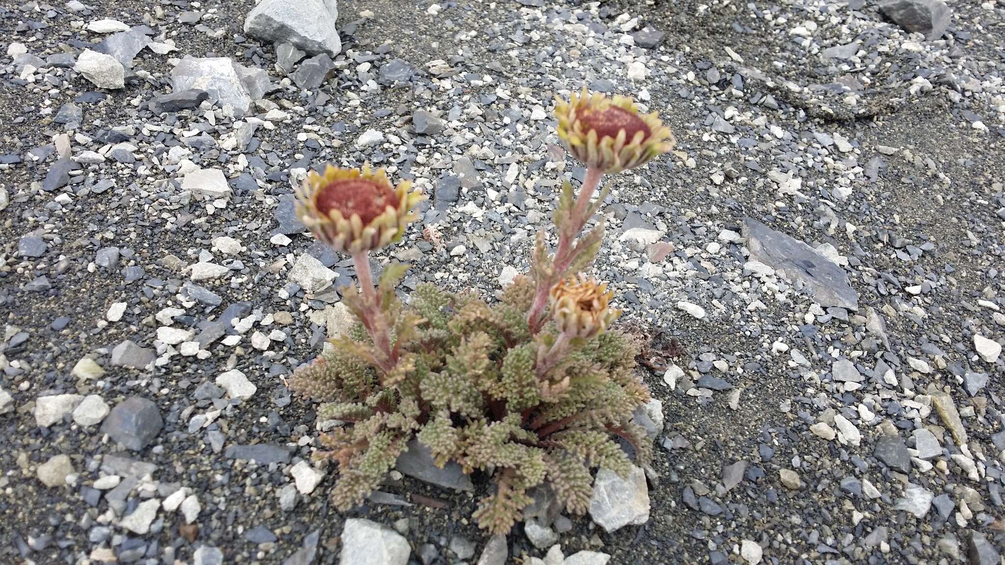 Image of Leptinella dendyi (Cockayne) D. G. Lloyd & C. J. Webb