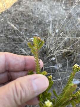 Image of Diosma guthriei Glover