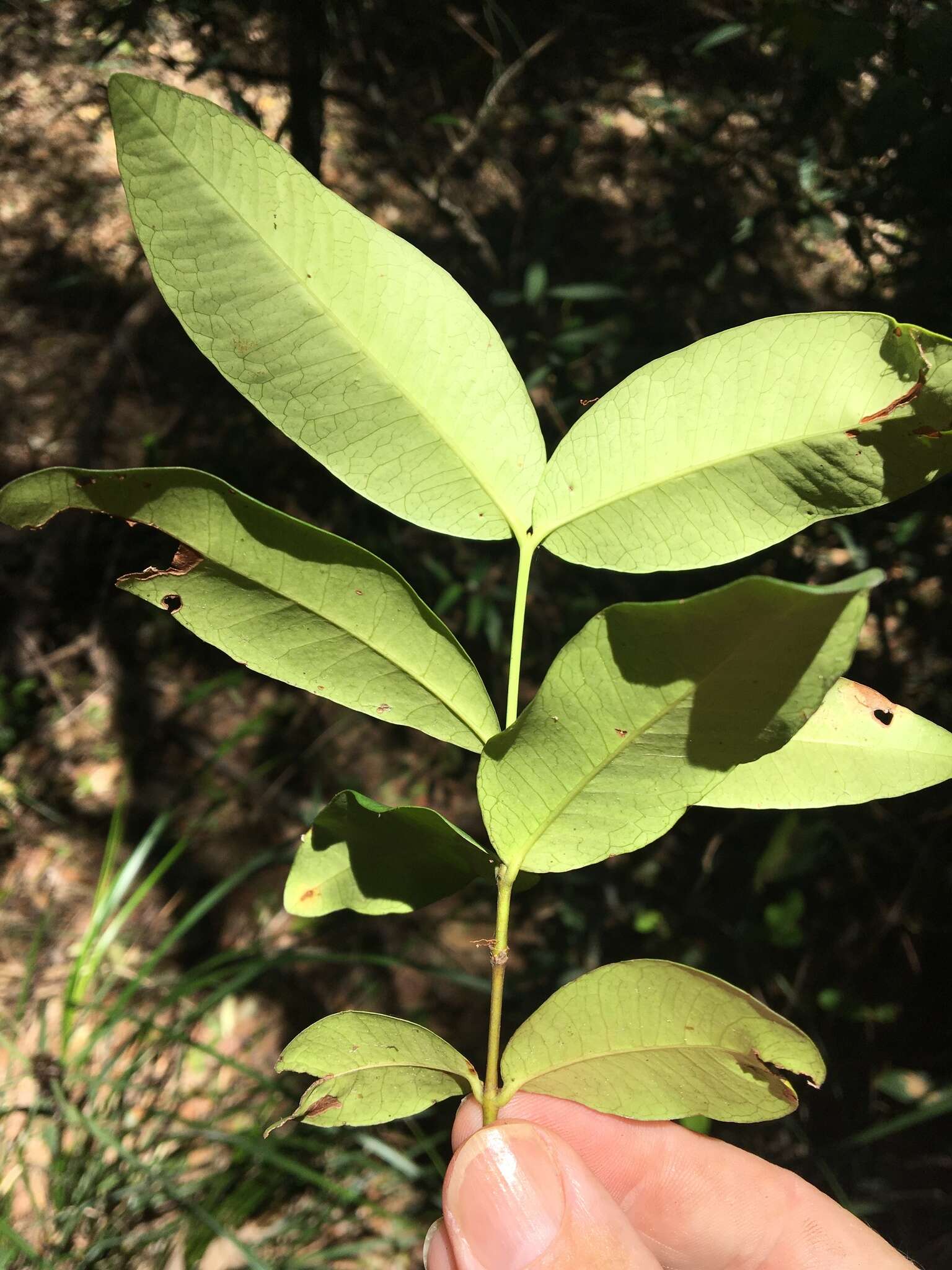 Plancia ëd Melodinus australis (F. Müll.) Pierre