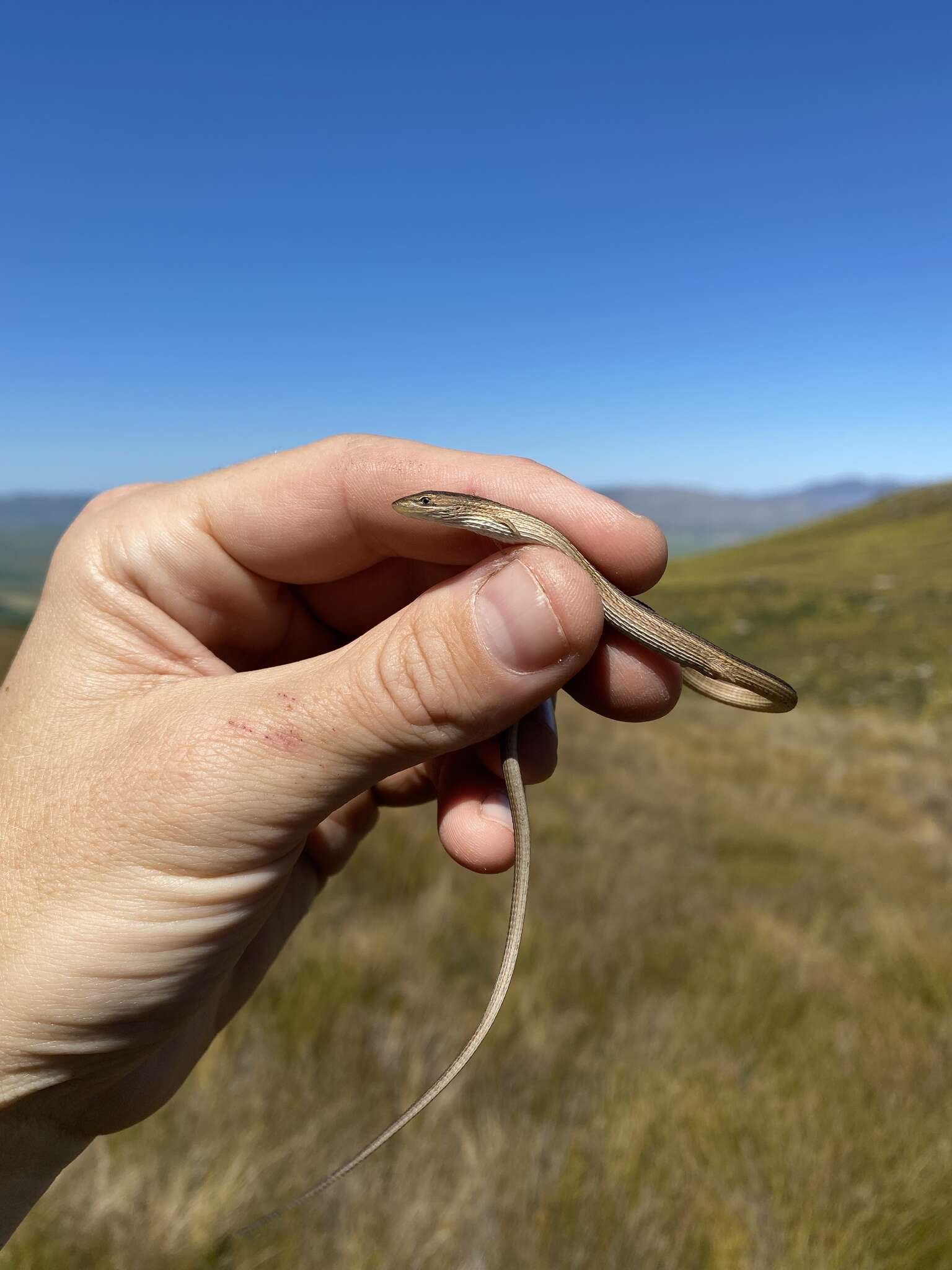 Image de Chamaesaura anguina Linnaeus 1758