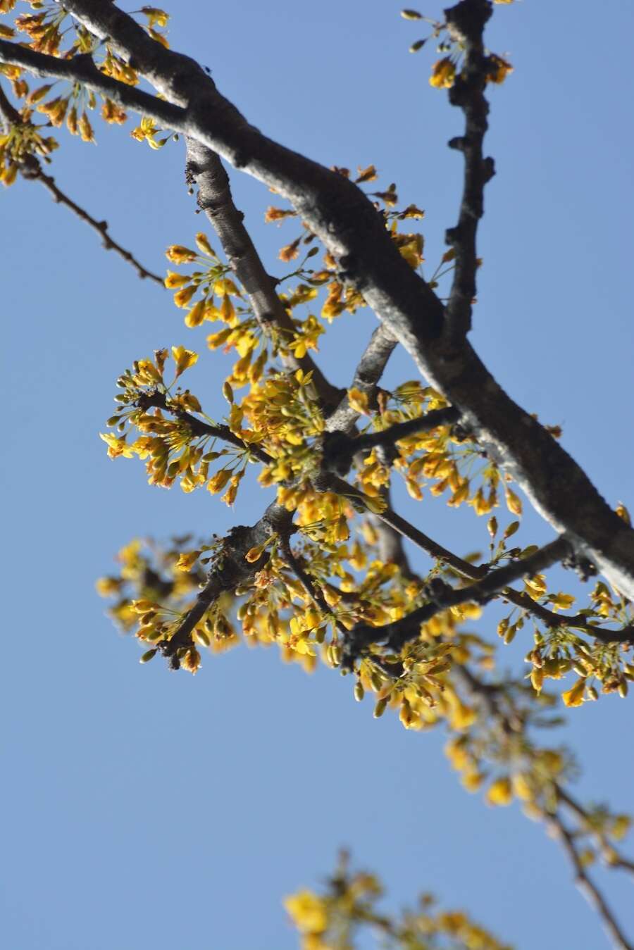 Image of haematoxylum