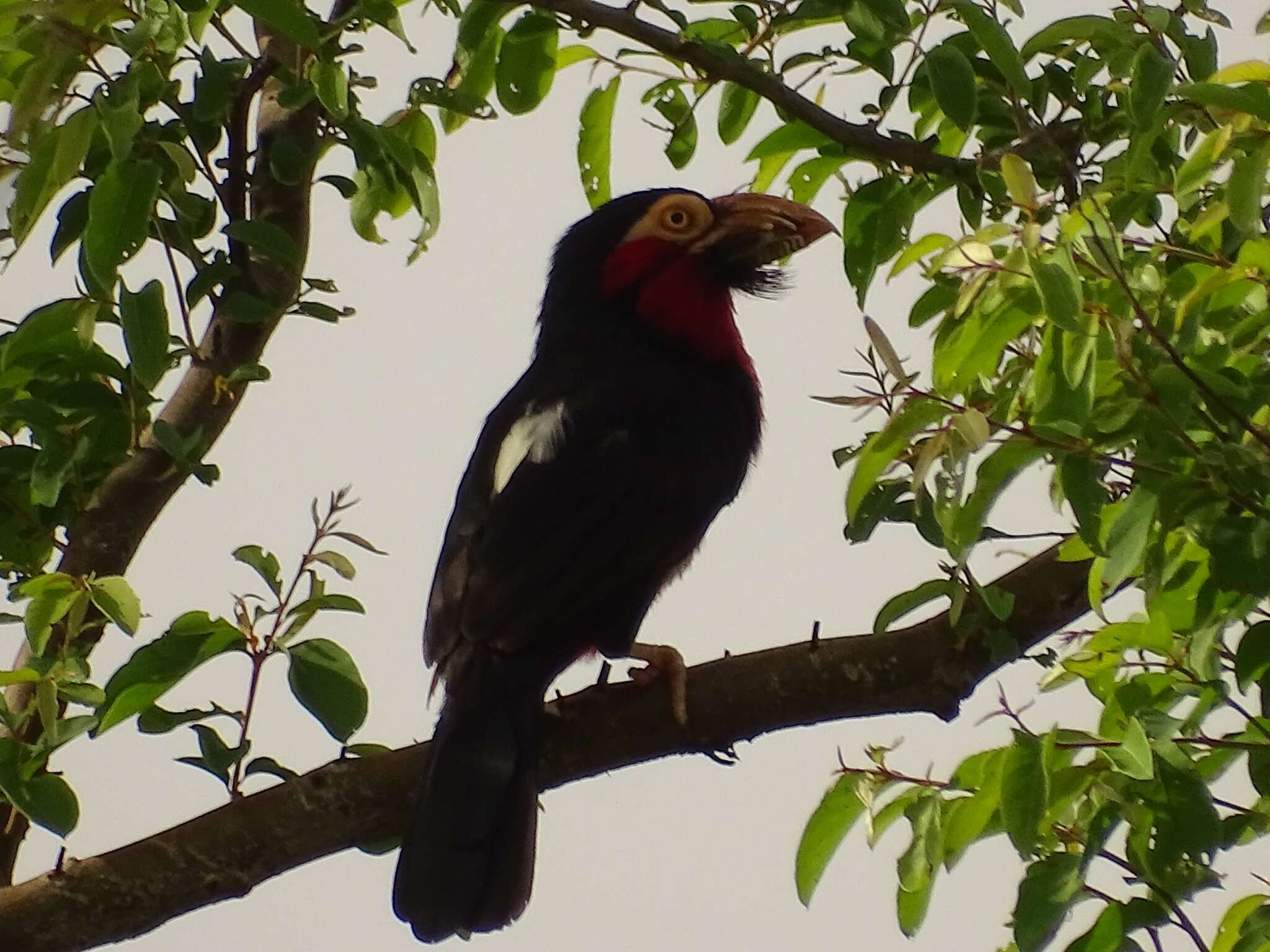 Image of Bearded Barbet