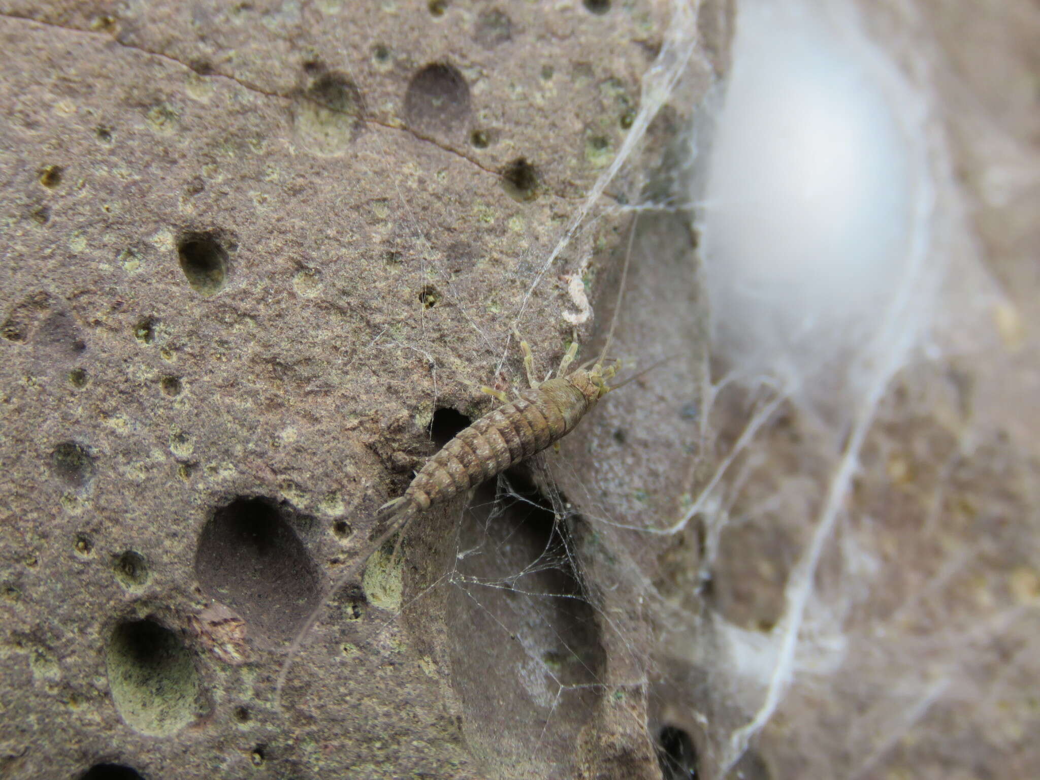 Слика од Petrobius brevistylis Carpenter 1913