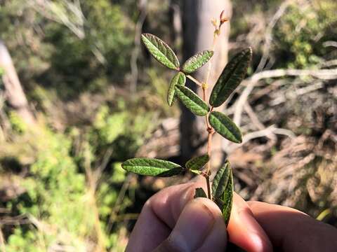 Image of Desmodium varians (Labill.) G. Don