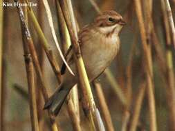 Image of Pallas's Bunting