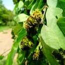 Image of Terminalia leiocarpa (DC.) Baill.