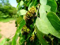 Image de Terminalia leiocarpa (DC.) Baill.