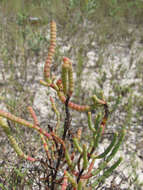 Image de Salicornia bigelovii Torrey