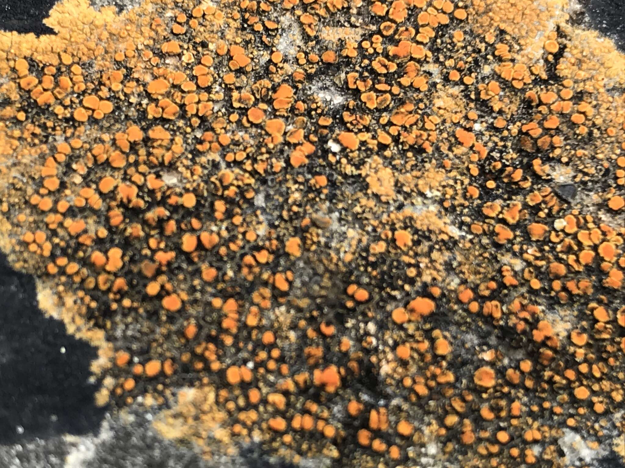 Image of orange lichen