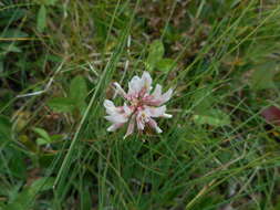 Imagem de Trifolium pallescens Schreb.