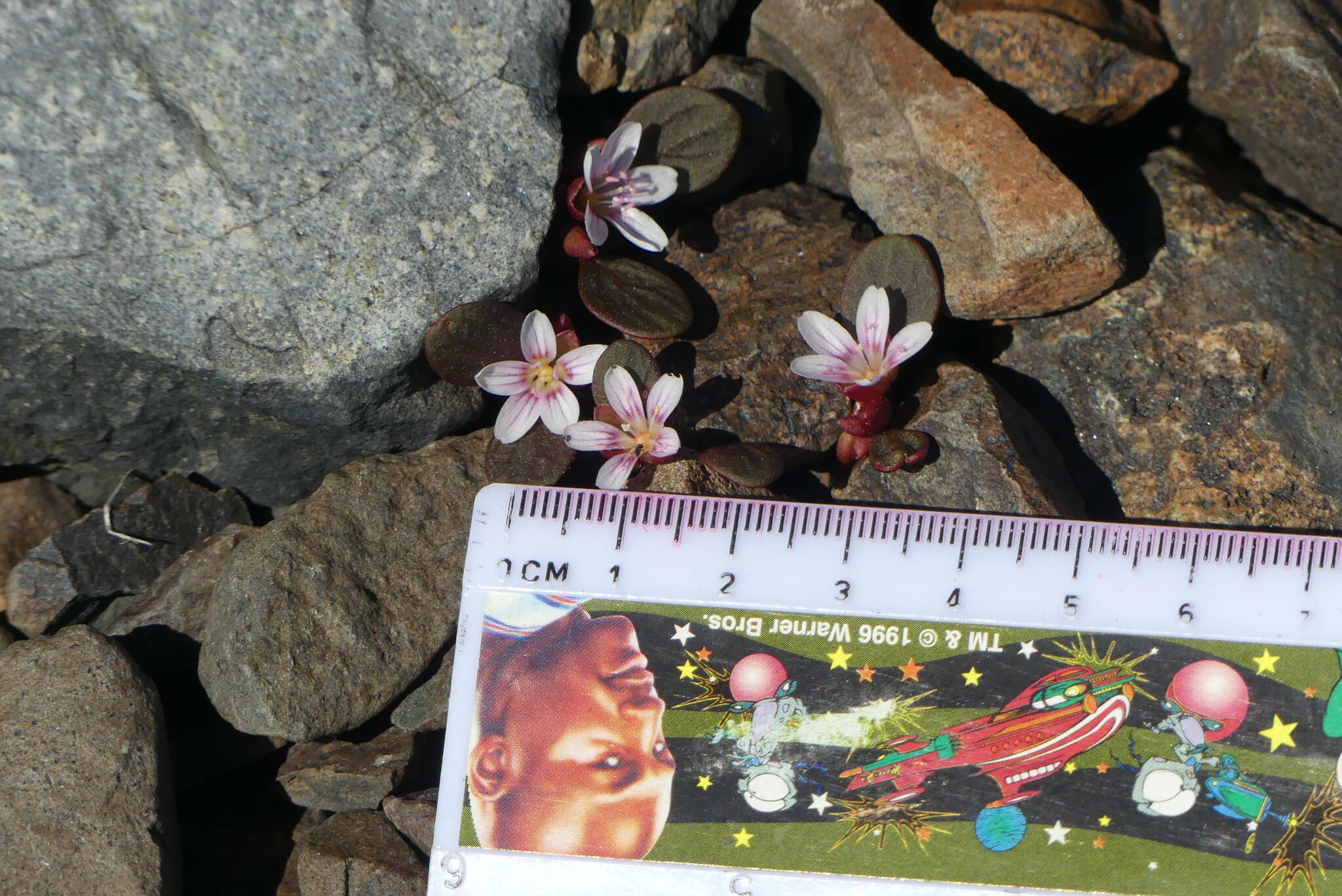 Claytonia umbellata S. Wats. resmi