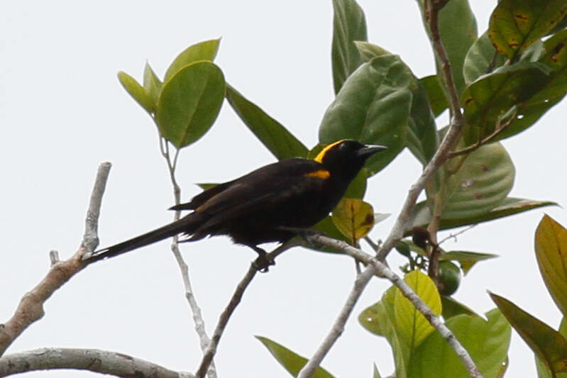 Icterus cayanensis chrysocephalus (Linnaeus 1766)的圖片