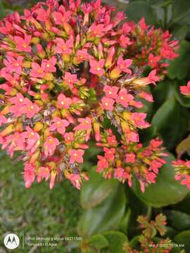 Image of Madagascar widow's-thrill